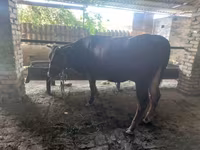 Bika, Red Estonian cattle — 1. fotó