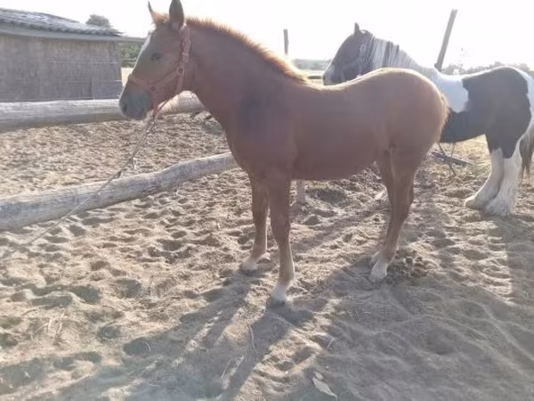Égua, Cavalos — Hungria