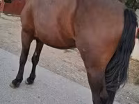 घोड़ा, घोड़े — फ़ोटो 2