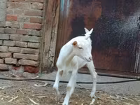 Billy Goat, Goats — photo 1