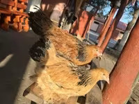 婆罗门鸡 — 照片 5