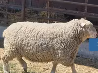 Widder, Ile-de-France sheep — Foto 1