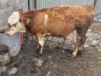 Bulle, Simmental cattle — Foto 3