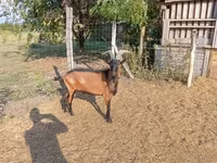 Kozioł, Alpine goat — zdjęcie 7