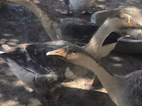 Geese — photo 2