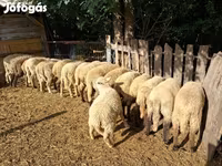 Ovejas (lote, sexo no especificado), Ovejas — foto 2