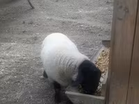 كبش, White Suffolk sheep — الصورة 4