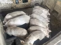 猪（批次，未指定性别）, Pigs — 照片 3