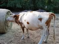 Tehén, Simmental cattle — 3. fotó