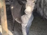 Kůň, Koně — foto 5