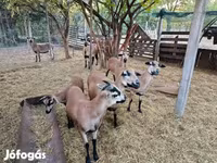 Schaf, Cameroon sheep — Foto 3