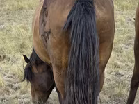 Klisna, Kazakh horse — foto 5