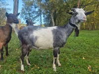 Nőstény kecske, Alpine goat — 3. fotó