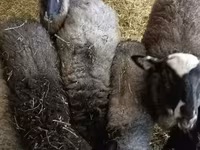 Kos, Romanov sheep — 1. fotó