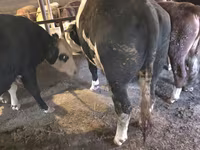 Bika, Simmental cattle — 2. fotó