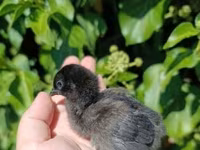 Chickens — photo 5
