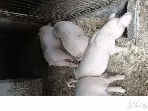 Kan, Крупная белая