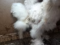 Chickens — foto 4