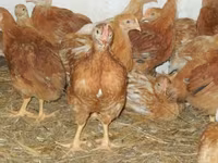 Chickens — photo 4