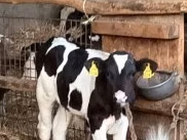 Bika, Russian Black pied cattle — Magyarország