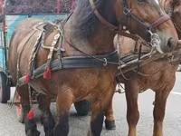 Madyan, Percheron — foto 2