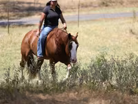 Cheval, Quarter Horse — photo 8