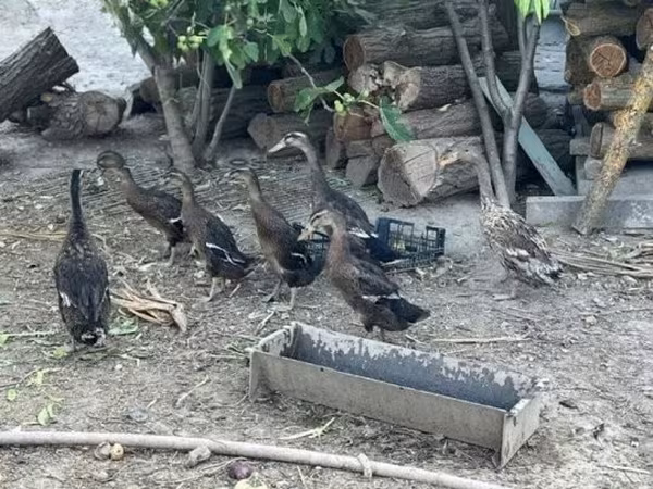 إنديان رانر — هنغاريا