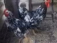 Poule danoise — photo 3