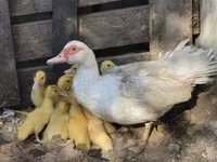 Geese — फ़ोटो 4