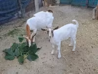 公山羊, Goats — 照片 2