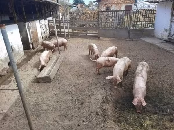 Säue, Schweine — Ungarn