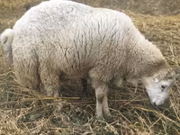 Carnero, Bardhoka sheep — foto 2
