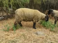 Ram, White Suffolk sheep — photo 3