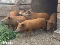 Schweine (Partie, Geschlecht nicht angegeben), Мангалица — Foto 4