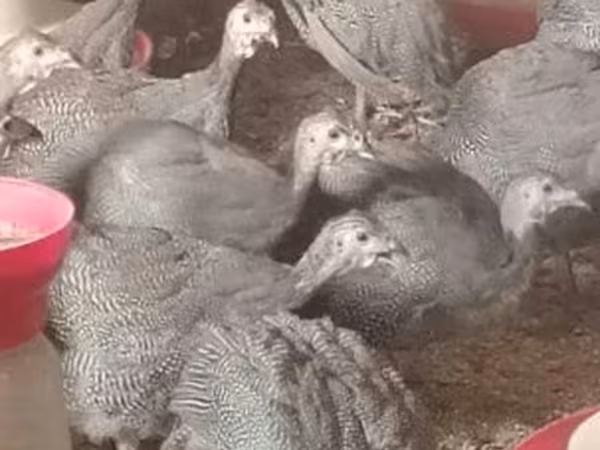 पर्ल ग्रे