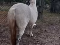 Kanca, Falabella — 3. fotó