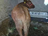 母牛, Cattle — 照片 2