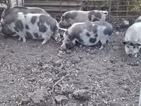 母猪, Вьетнамская вислобрюхая — 照片 3
