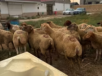 Ovce, Apsheron sheep — foto 2