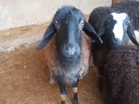 كبش, Jaidara sheep — الصورة 4