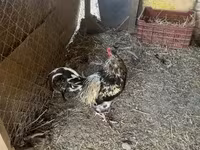 Chickens — 照片 2