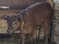母牛, Cattle — 照片 1