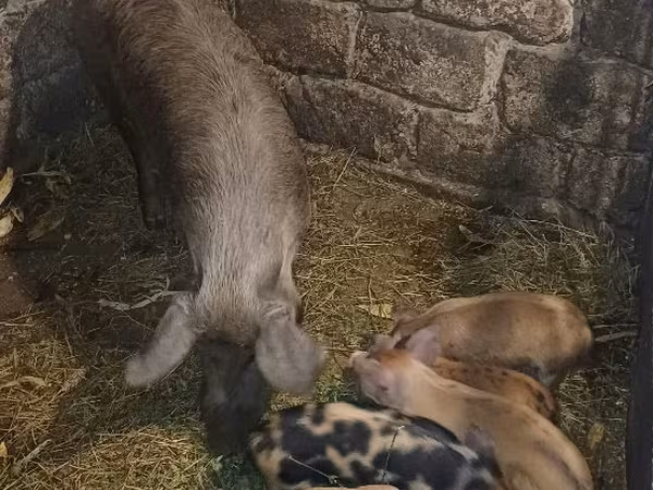 Süldőanya, Sertések