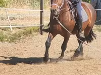 公马, Međimurje horse — 照片 6