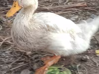 Ducks — Foto 5