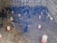 Chickens — Foto 5