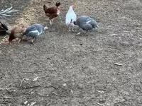 Guinea fowl — फ़ोटो 1