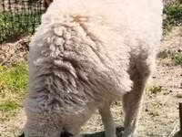 母羊, Sheep — 照片 5