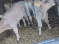 Buğa, Simmental cattle — foto 1