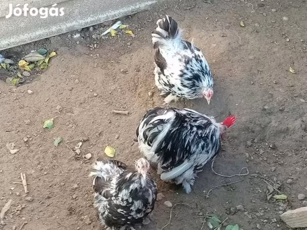 Danish hen — Hungary